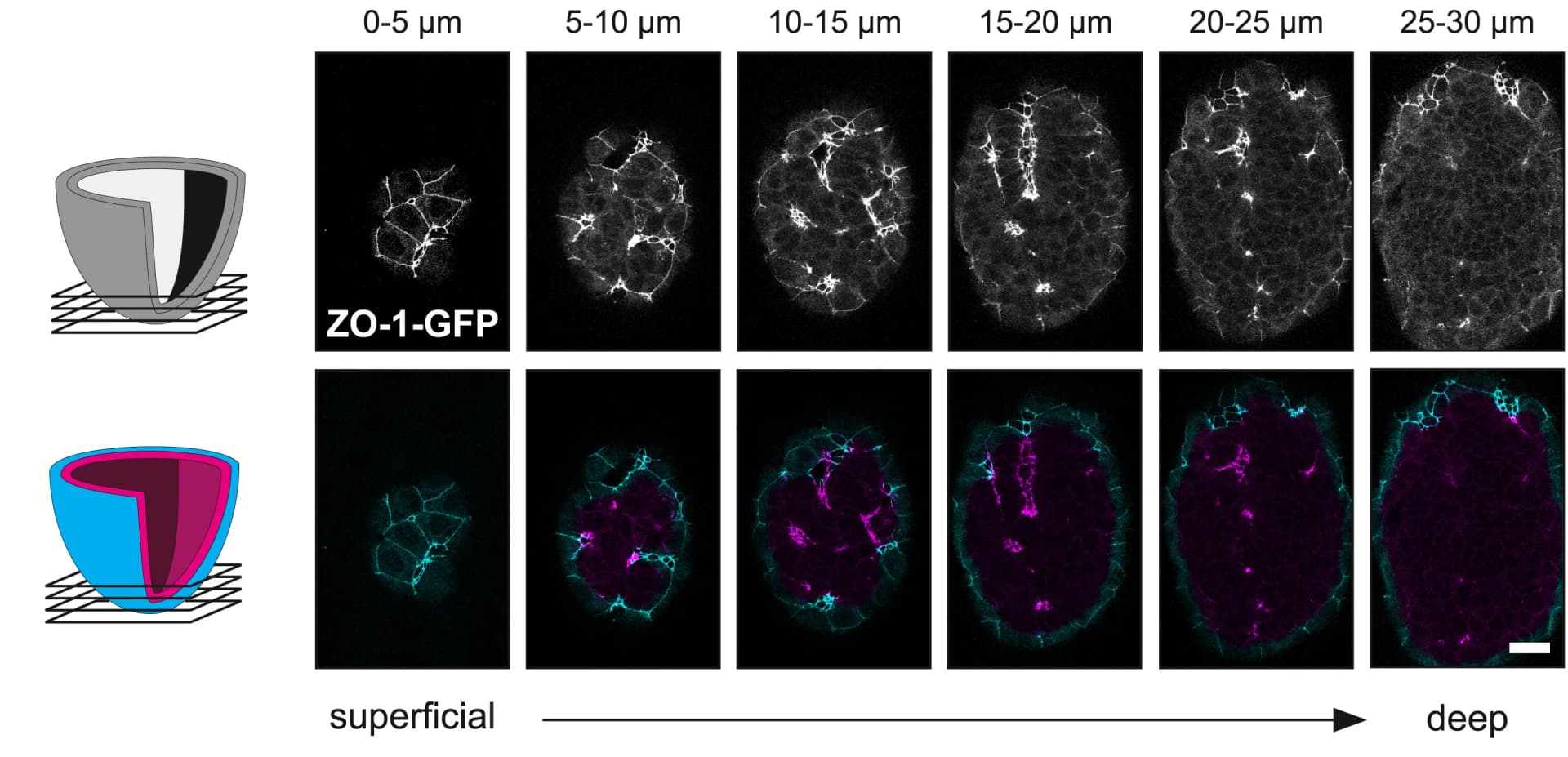 Open access visualization of Microscopy, ZO-1-GFP, E7.25 Embryo, Total Signal, Surface Signal