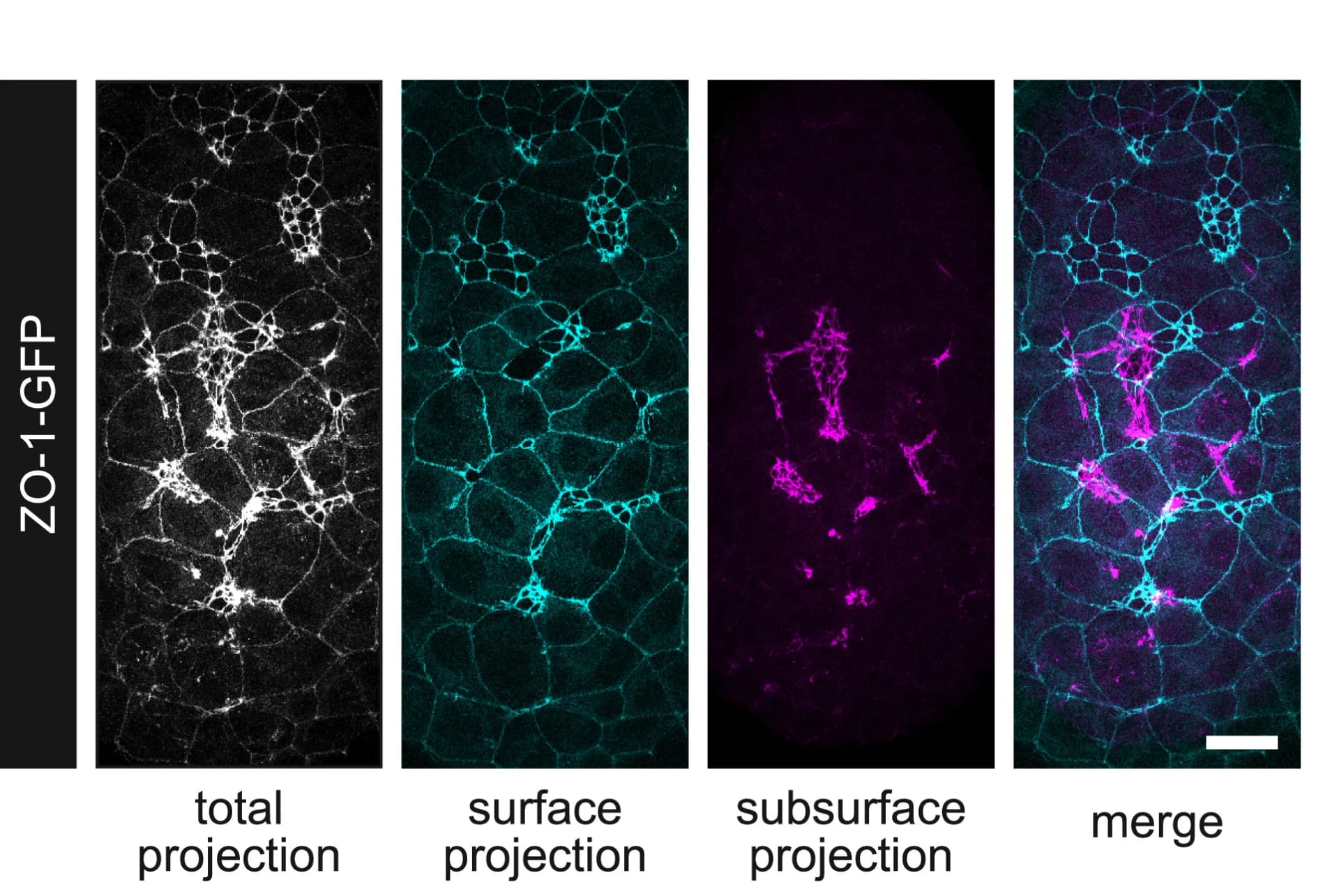 Open access visualization of Microscopy, Maximum-Intensity Projection, Surface Projection, Subsurface Projection, Embryo