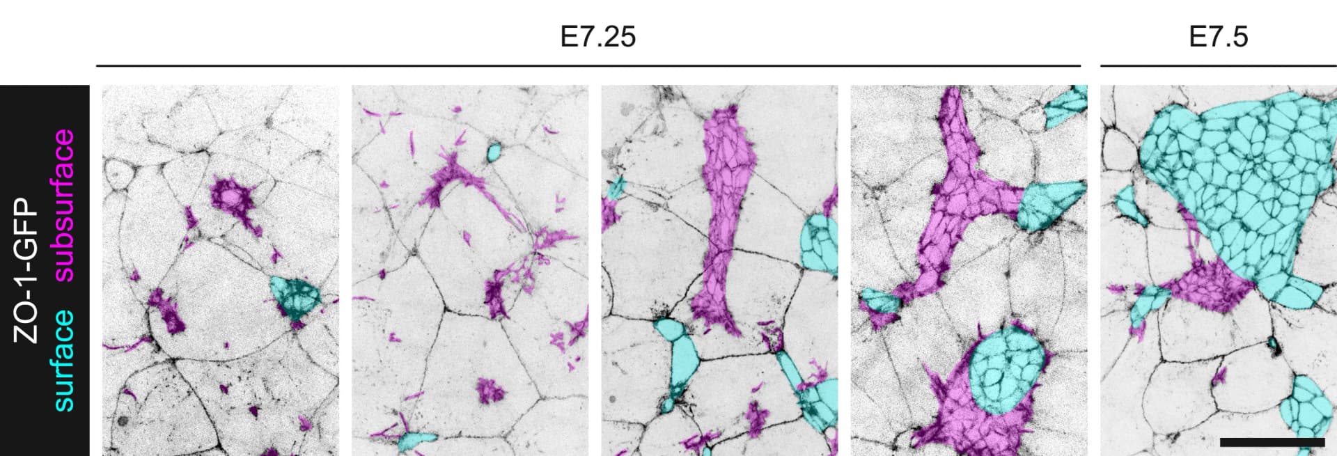 Open access visualization of Microscopy, ZO-1-GFP, Emerged Cells, Unemerged Cells, Maximum-Intensity Projections