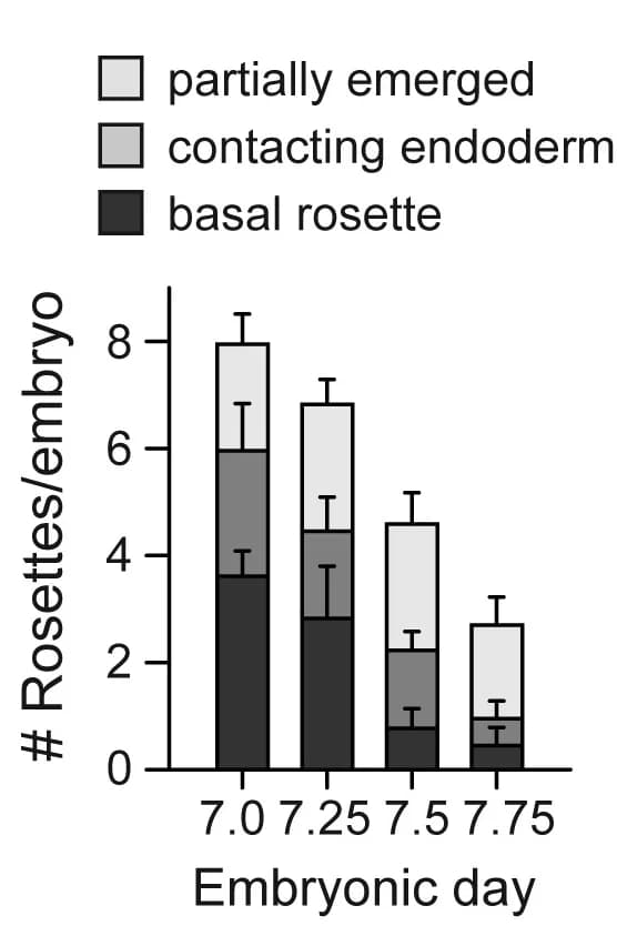 Open access visualization of Stacked Bar Plot, Error Bars, Rosettes, Embryo, Basal