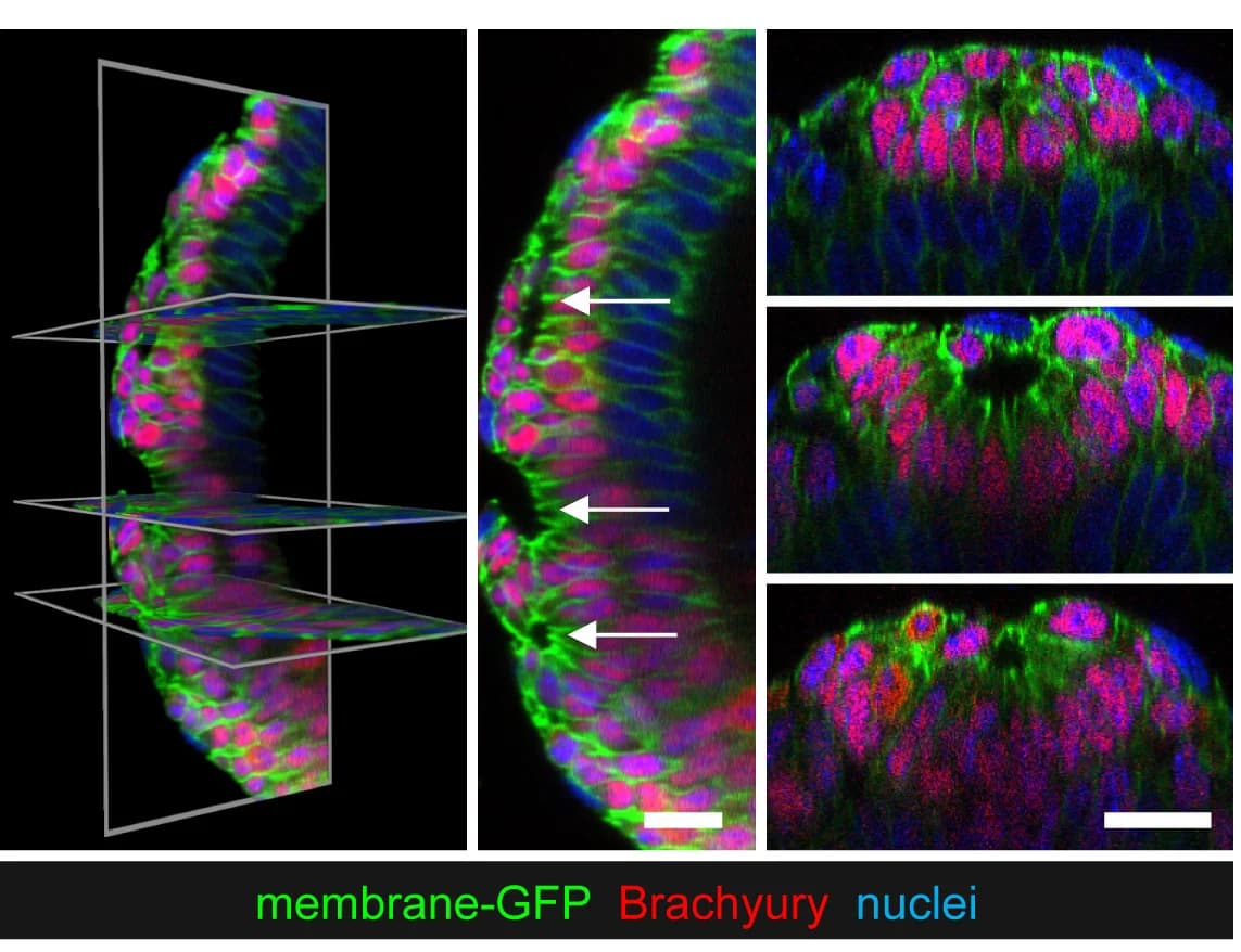 Open access visualization of Microscopy, Ttr-Cre;Rosa26mTmG/+embryos, Membrane-GFP, Visceral Endoderm Cells, Membrane-Tomato