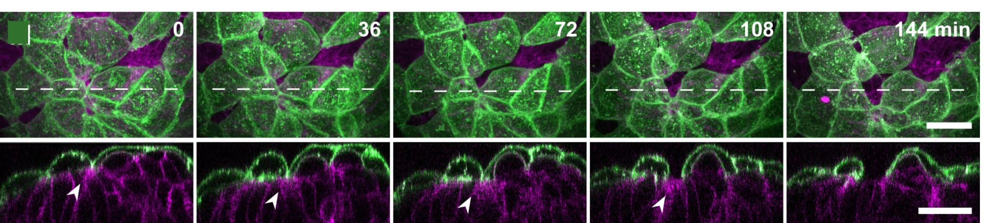 Open access visualization of Microscopy, Ttr-Cre;Rosa26mTmG/+embryos, Membrane-GFP, Visceral Endoderm Cells, Membrane-Tomato