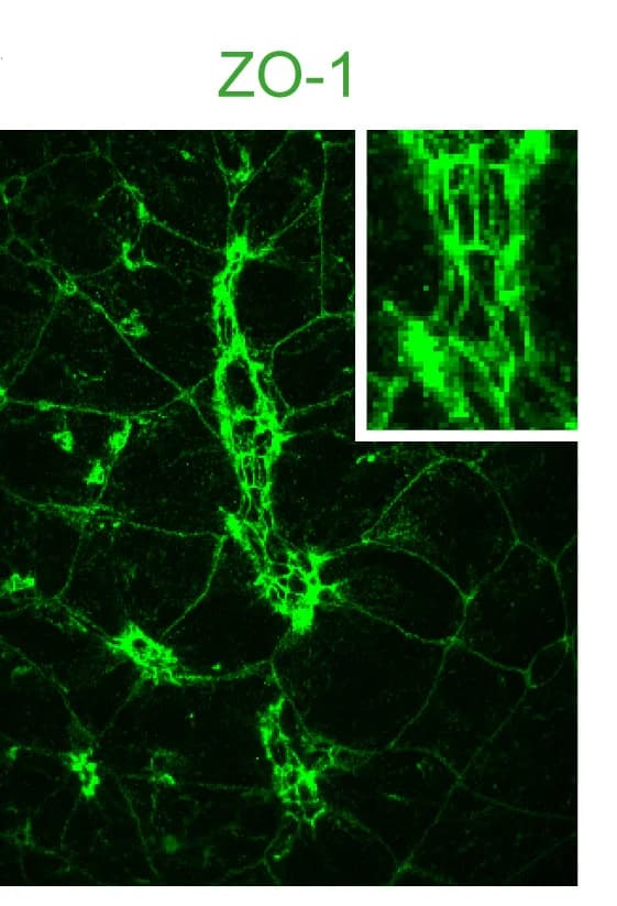 Open access visualization of Microscopy, Par3, ZO-1, Control Embryo