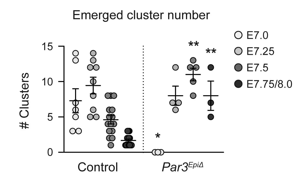 Open access visualization of Scatter Plot, Error Bars, Cluster Number, Control Embryos, Par3EpiDelta Embryos