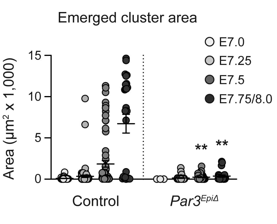 Open access visualization of Scatter Plot, Error Bars, Cluster Area, Control Embryos, Par3EpiDelta Embryos