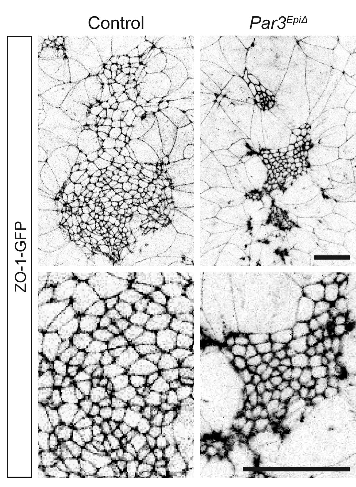 Open access visualization of Microscopy, ZO-1-GFP, Control Embryos, Par3EpiDelta Embryos