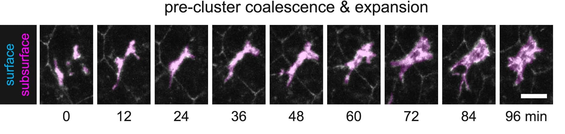 Open access visualization of Microscopy, Time-lapse Movies, Control Embryos, ZO-1-GFP, Axial Mesoderm Cells