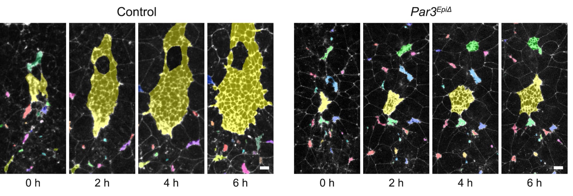Open access visualization of Microscopy, Time Series, Cluster, Pre-cluster, Coalescence