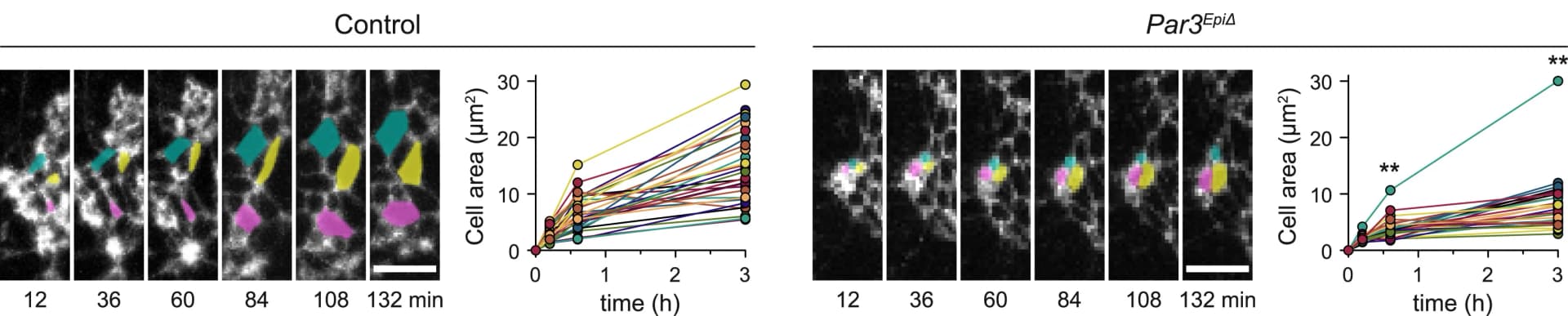 Open access visualization of Line Plot, Microscopy, Time Series, Apical Cell Area, Control Embryos