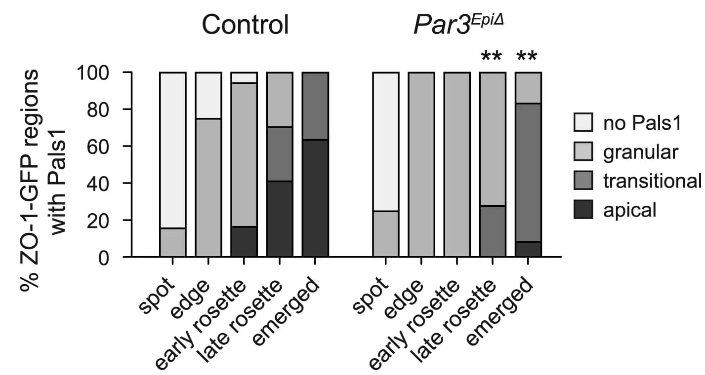 Open access visualization of Stacked Bar Plot, Pals1, ZO-1-GFP, Par3EpiDelta Embryos, Cytoplasmic Granules