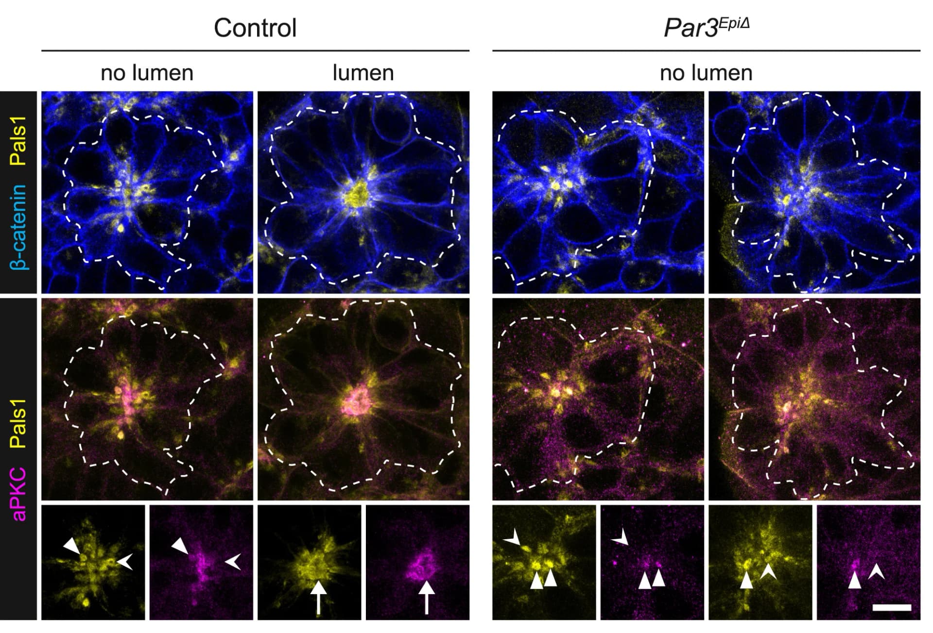 Open access visualization of Microscopy, Pals1, Beta-catenin, aPKC, Par3EpiDelta Embryos
