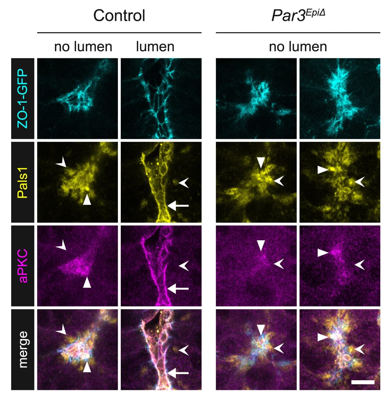 Open access visualization of Microscopy, ZO-1-GFP, Pals1, aPKC, Par3EpiDelta Embryos