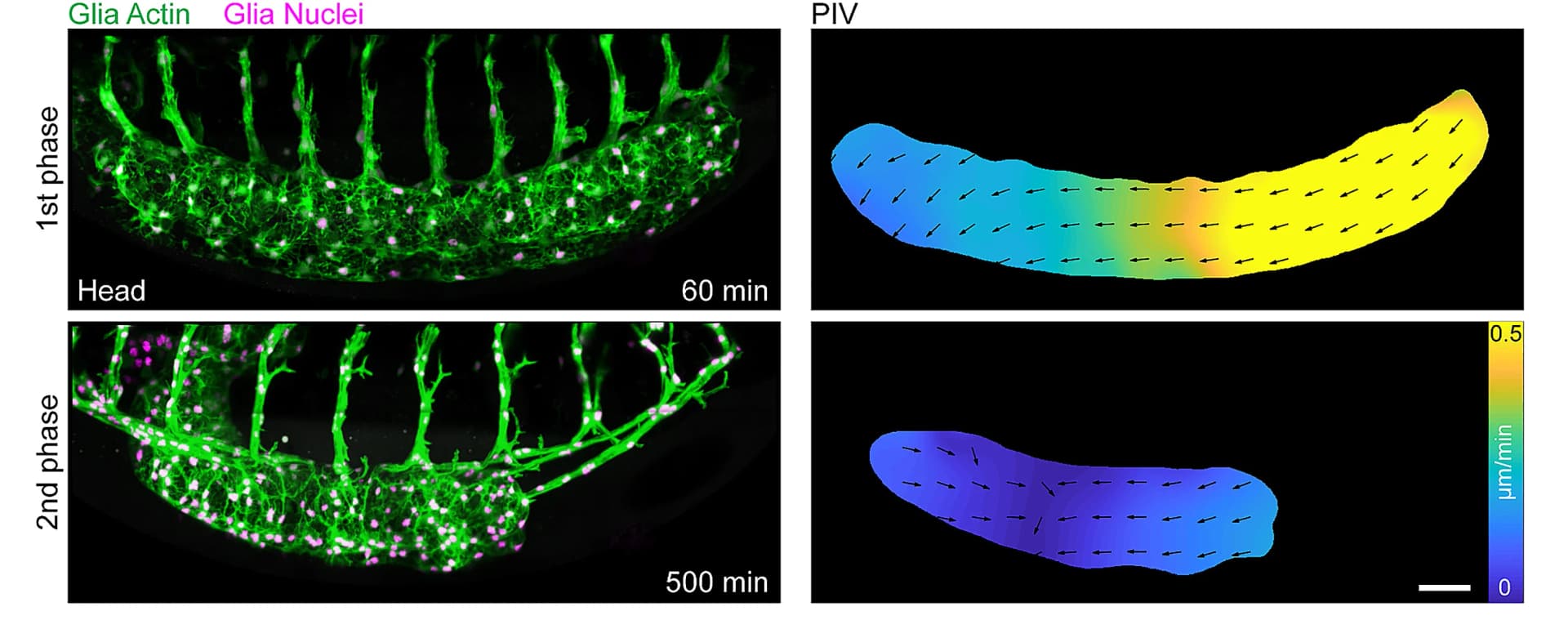 Open access visualization of Microscopy, Heatmap, VNC Morphogenesis, Tissue Motion, PIV