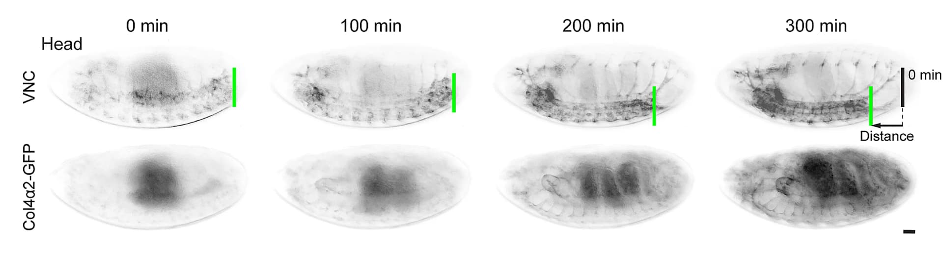 Open access visualization of Microscopy, VNC Condensation, Col4 Production, Fluorescence Intensity, Col4alpha2-GFP
