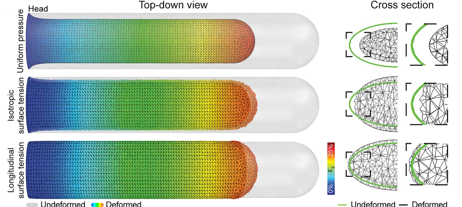 Open access visualization of Heatmap, Finite Element Analysis, VNC Morphogenesis, Surface Pressure, Surface Tension