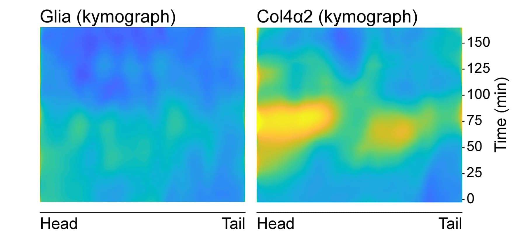 Open access visualization of Heatmap, Kymograph, Particle Image Velocimetry, Col4 Speed, VNC Condensation