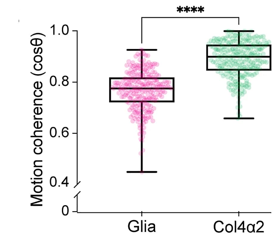 Open access visualization of Box Plot, Raincloud Plot, Particle Image Velocimetry, Col4 Network, Glia