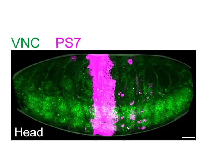 Open access visualization of Microscopy, ECM Network, MMP2 Expression, Rac DN, VNC Condensation