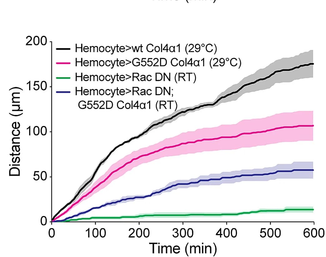 Open access visualization of Line Plot, Error Bars, VNC Condensation, Hemocyte Expression, G552D Transgene