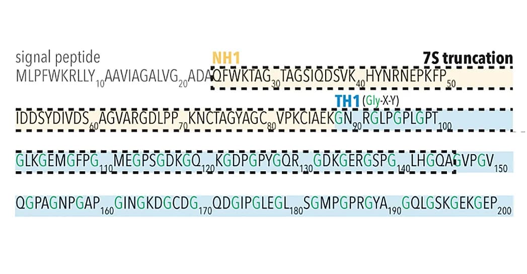 Open access visualization of Illustration, Amino Acid Sequence, Drosophila Col4, 7S Domain, Dominant Negative Transgene
