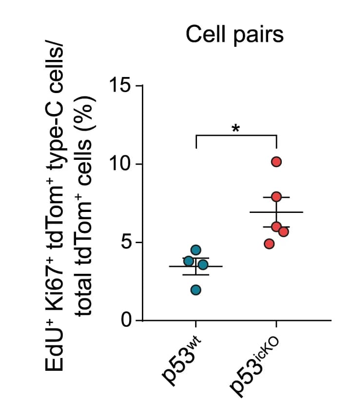 Open access visualization of Scatter Plot, Quantification, EdU+ Ki67+ tdTom+ Type-C Cells, p53wt, p53icKO