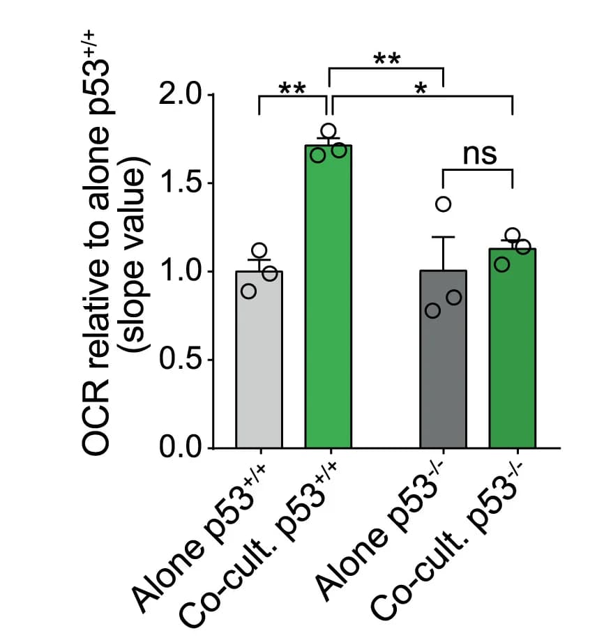 Open access visualization of Bar Plot, Error Bars, Oxygen consumption rate, OCR, Cultures