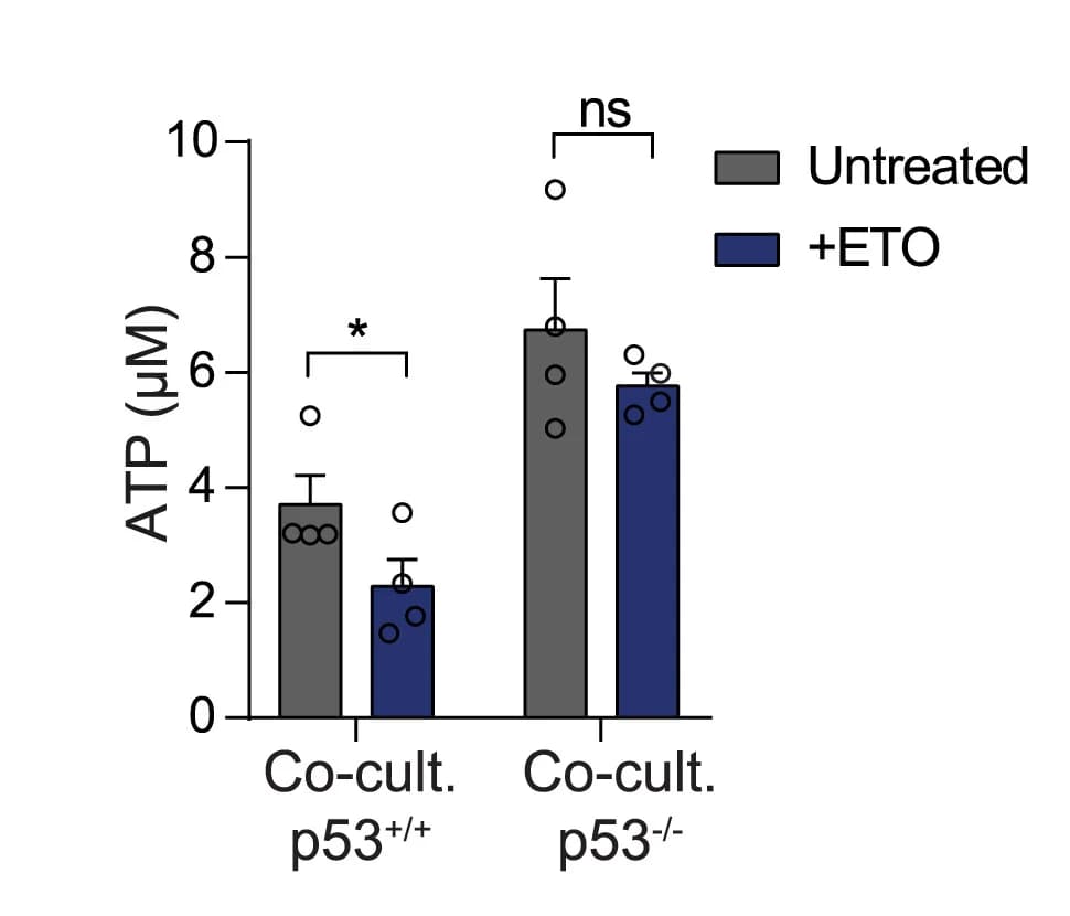 Open access visualization of Bar Plot, Error Bars, Clustered, Intracellular ATP, NPCs