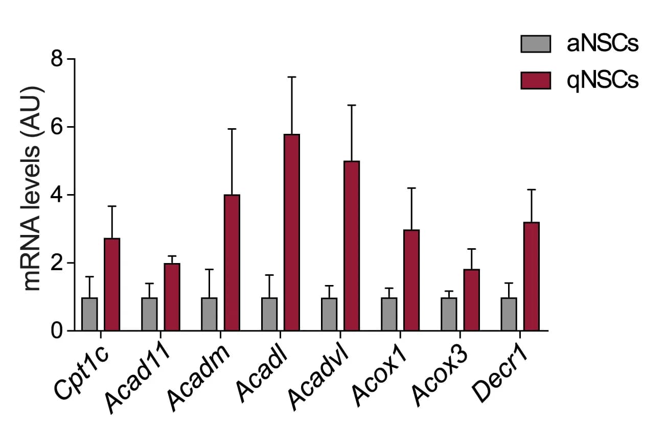 Open access visualization of Bar Plot, Error Bars, Clustered, qRT-PCR analysis, FAO genes