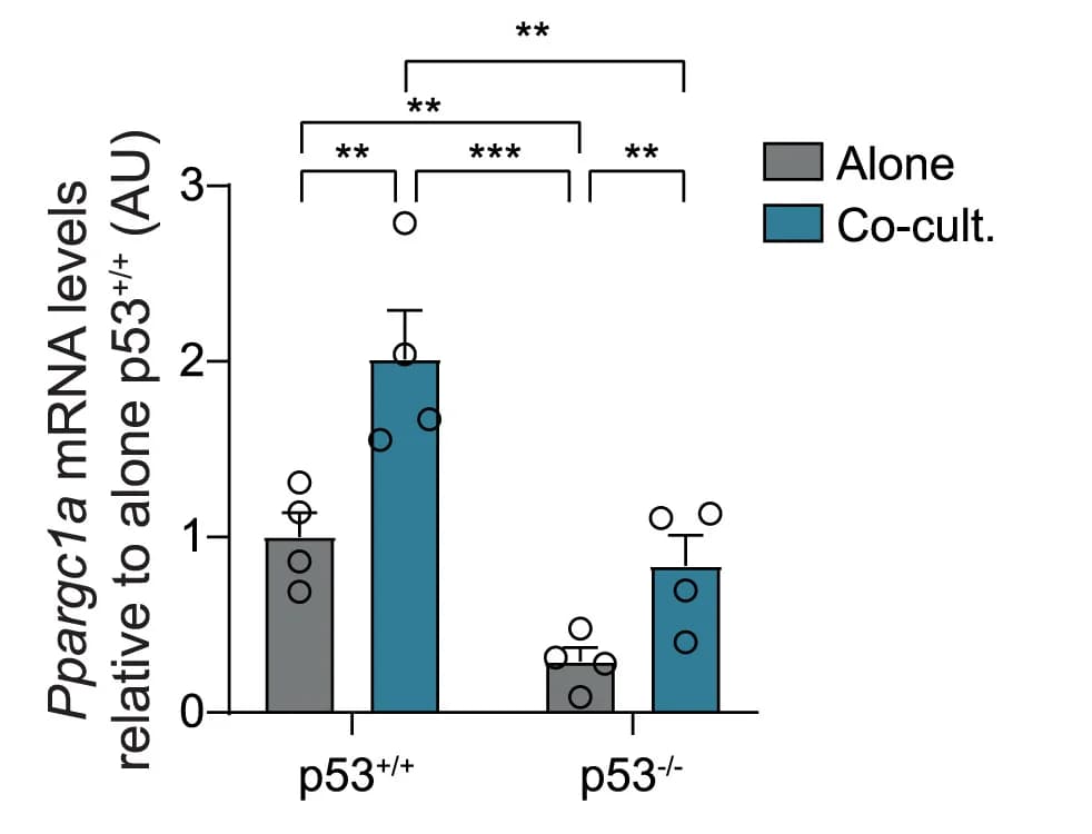 Open access visualization of Bar Plot, Error Bars, Clustered, qRT-PCR, Ppargc1a mRNA