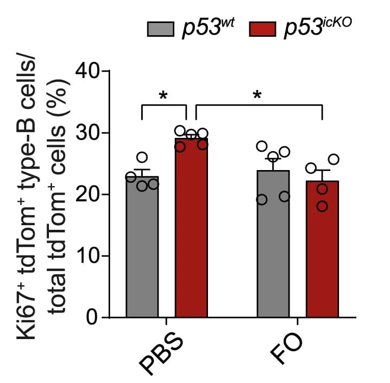Open access visualization of Bar Plot, Error Bars, aNSCs, Proliferating Type-C Cells, p53wt
