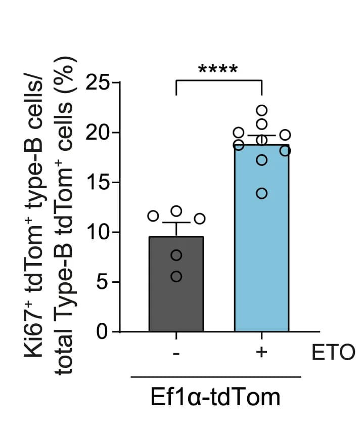Open access visualization of Bar Plot, Error Bars, aNSCs, Electroporation, EF1 alpha-tdTomato