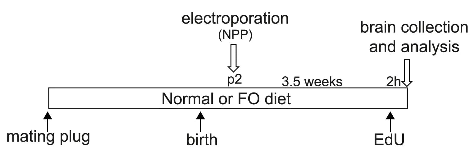 Open access visualization of Workflow, Flowchart, Illustration, Experimental Outline
