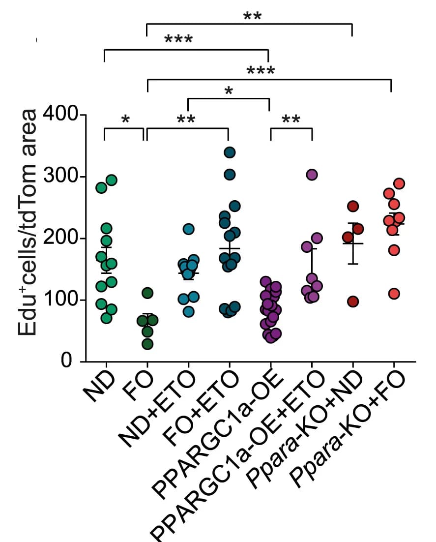Open access visualization of Scatter Plot, Error Bars, tdTom Area, EdU+cells, Electroporation