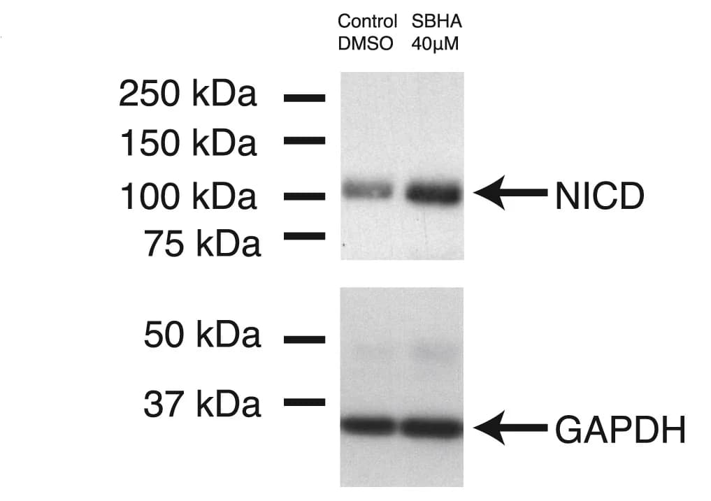 Open access visualization of Gel, PSM, Embryos, SBHA, NICD