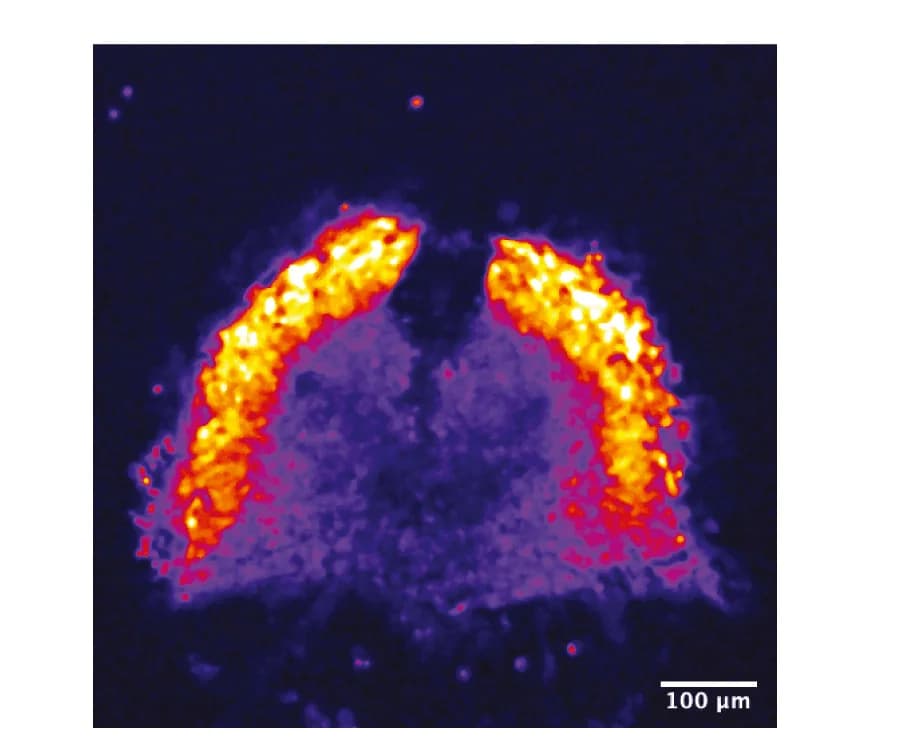 Open access visualization of Microscopy, Fluorescent Reporter, Lunatic Fringe, Gene Expression, LuVeLu