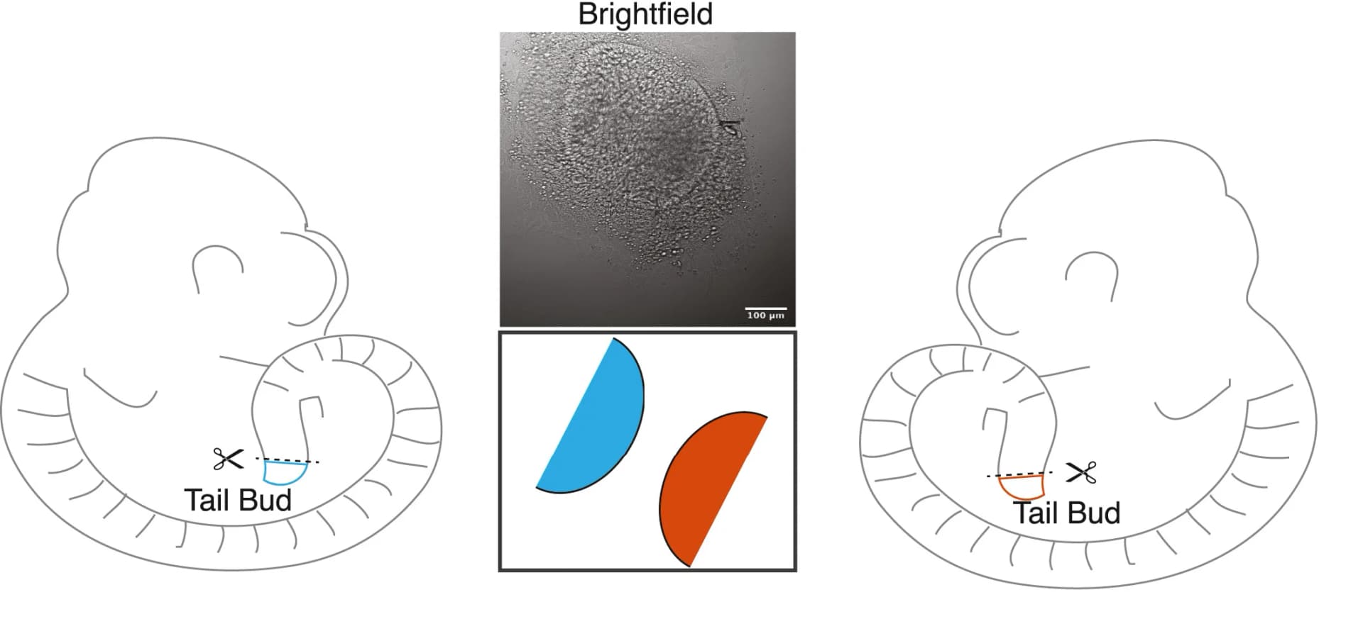 Open access visualization of Microscopy, Illustration, Tail Bud, Fibronectin, Cell Spreading