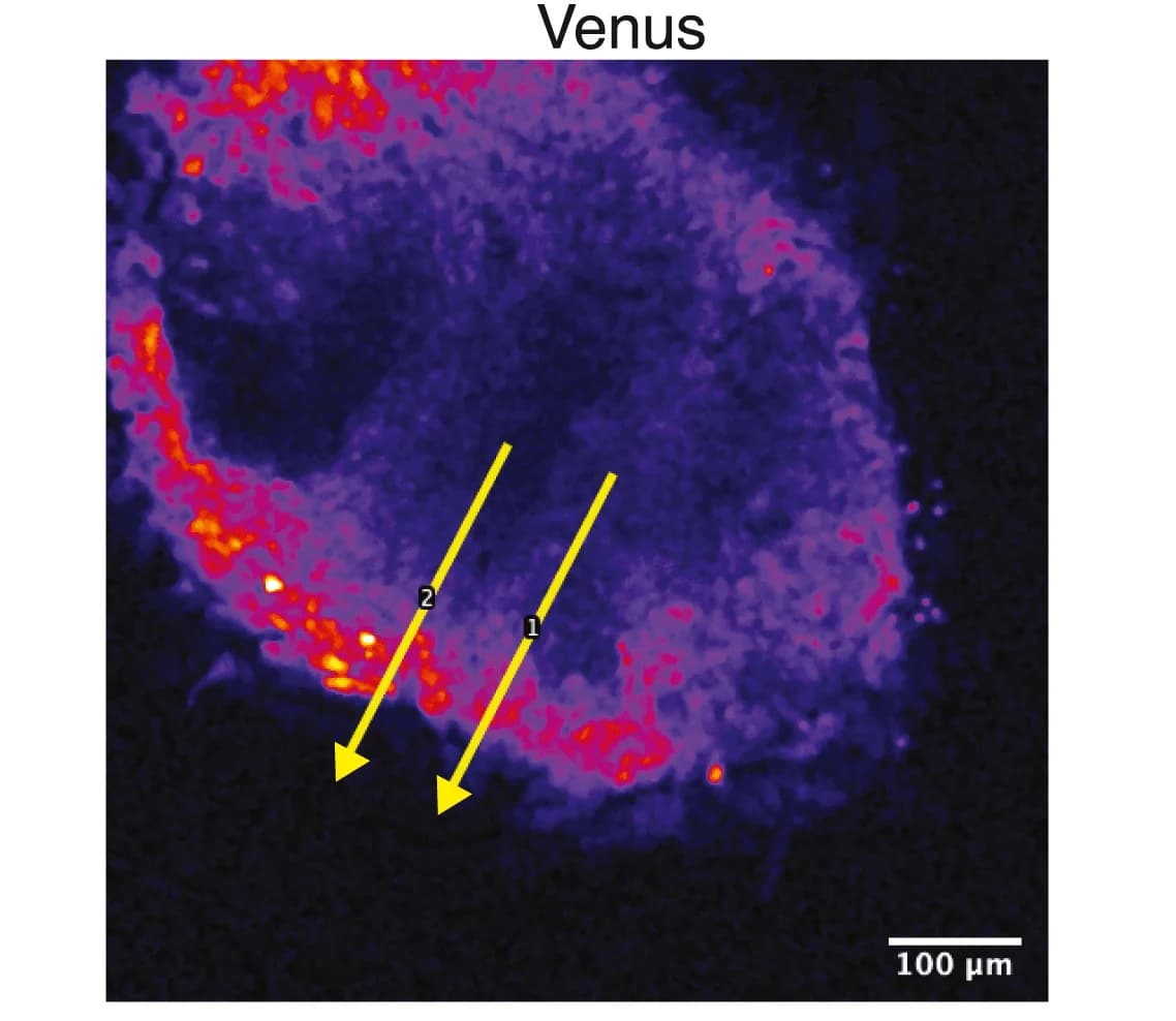 Open access visualization of Microscopy, Fluorescence, Transgene