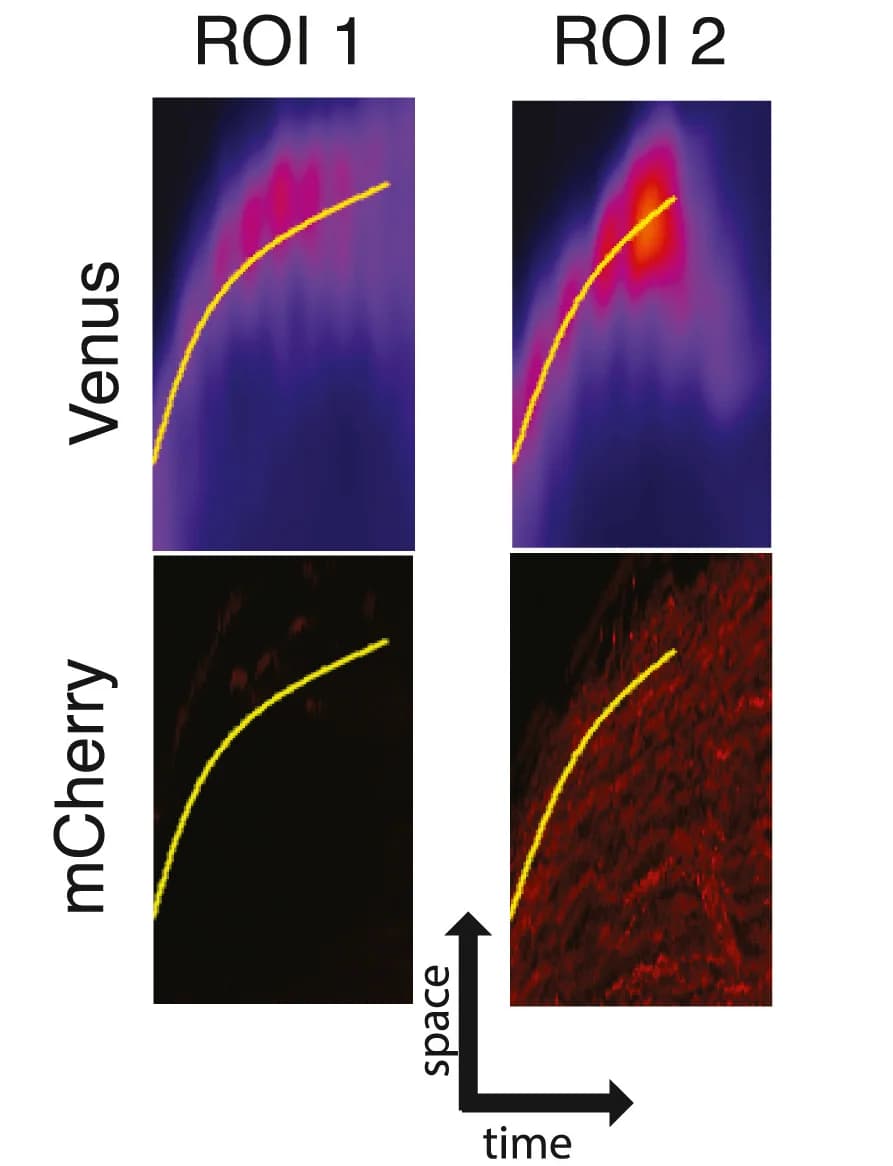 Open access visualization of Heatmap, Line Plot, Kymographs, Venus, mCherry