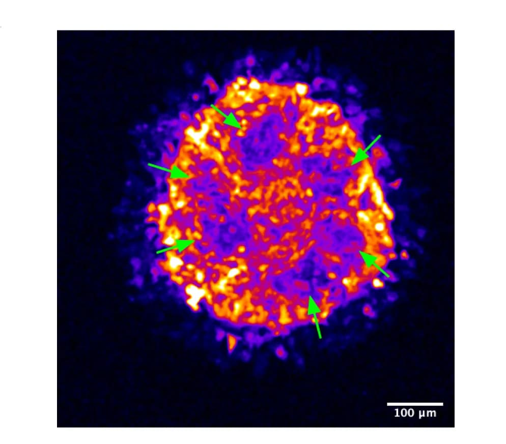 Open access visualization of Microscopy, Fluorescent Reporter, PSM Cells, Waves