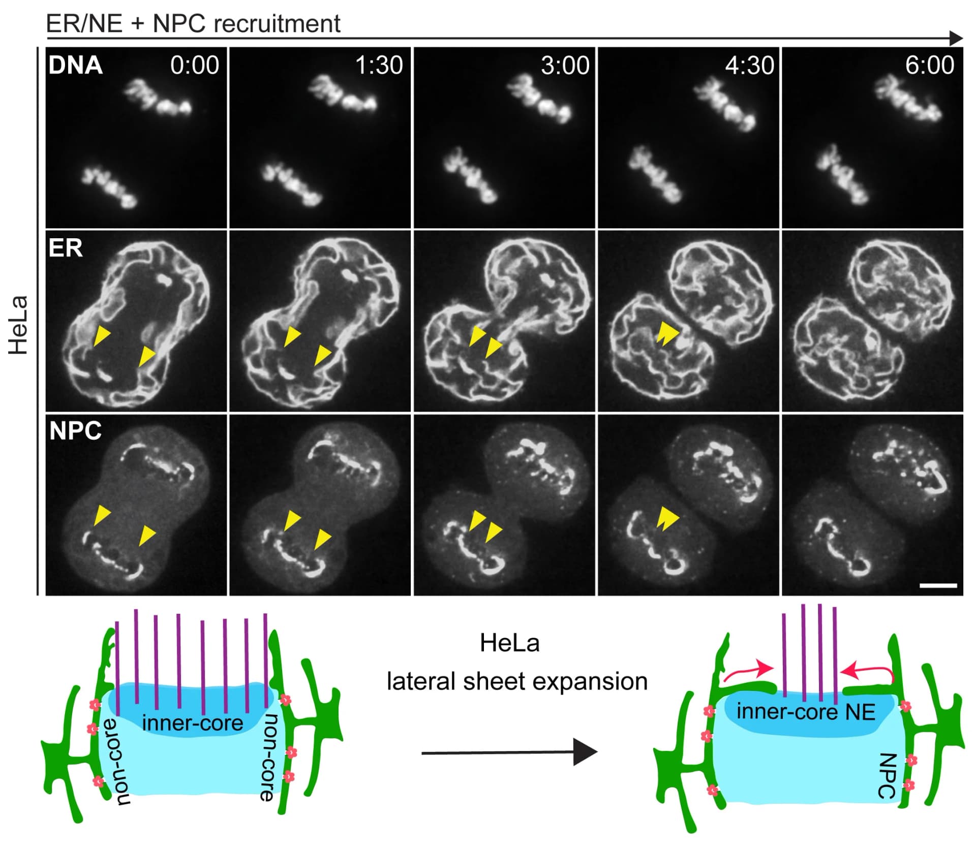Open access visualization of Microscopy, Workflow, Illustration, NE Assembly, HeLa Cell