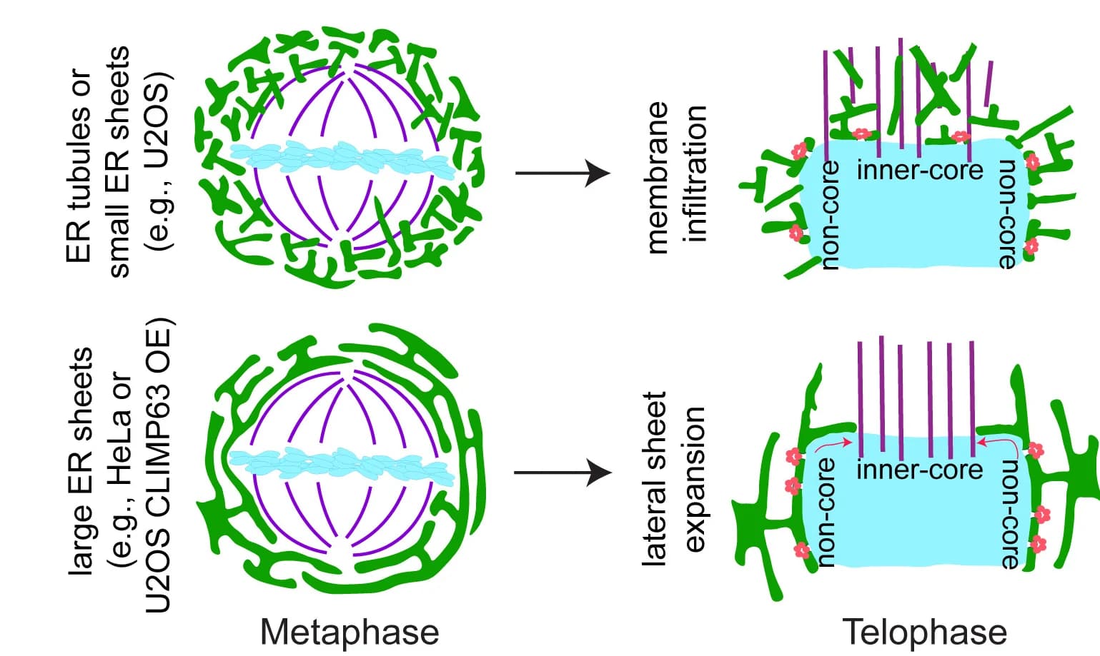 Open access visualization of Illustration, Workflow, Cartoon summary, single focal plane, DNA