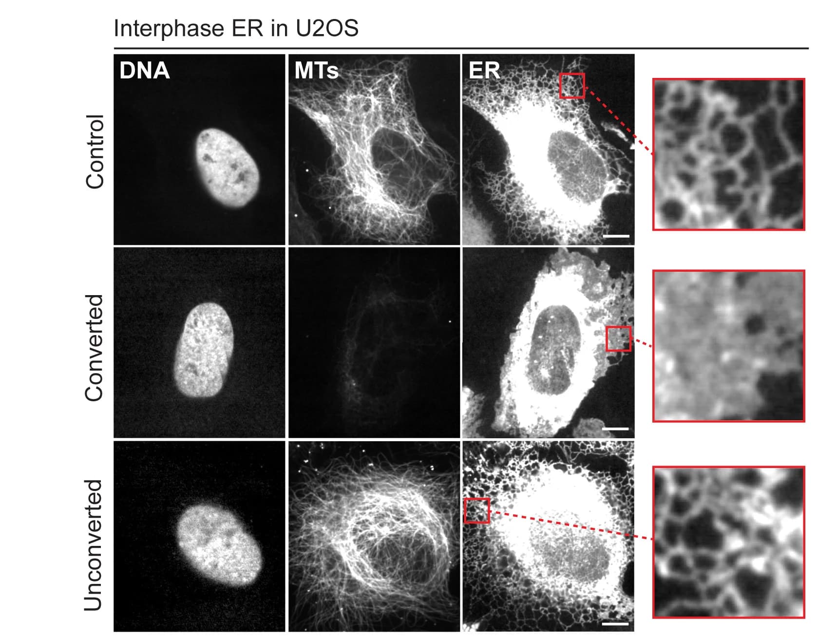 Open access visualization of Microscopy, Live-Cell Images, Interphase ER, U2OS Cells, Nocodazole