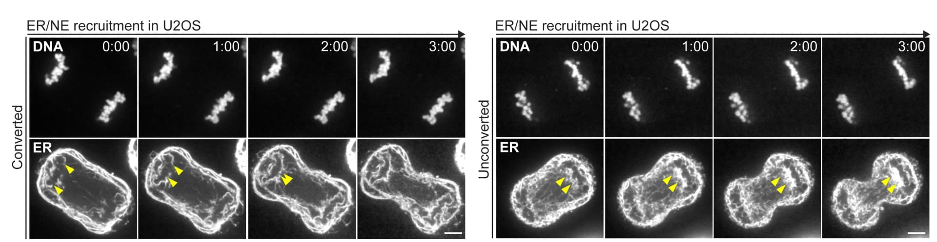 Open access visualization of Microscopy, Time-Lapse Images, NE Recruitment, IC, U2OS Cell