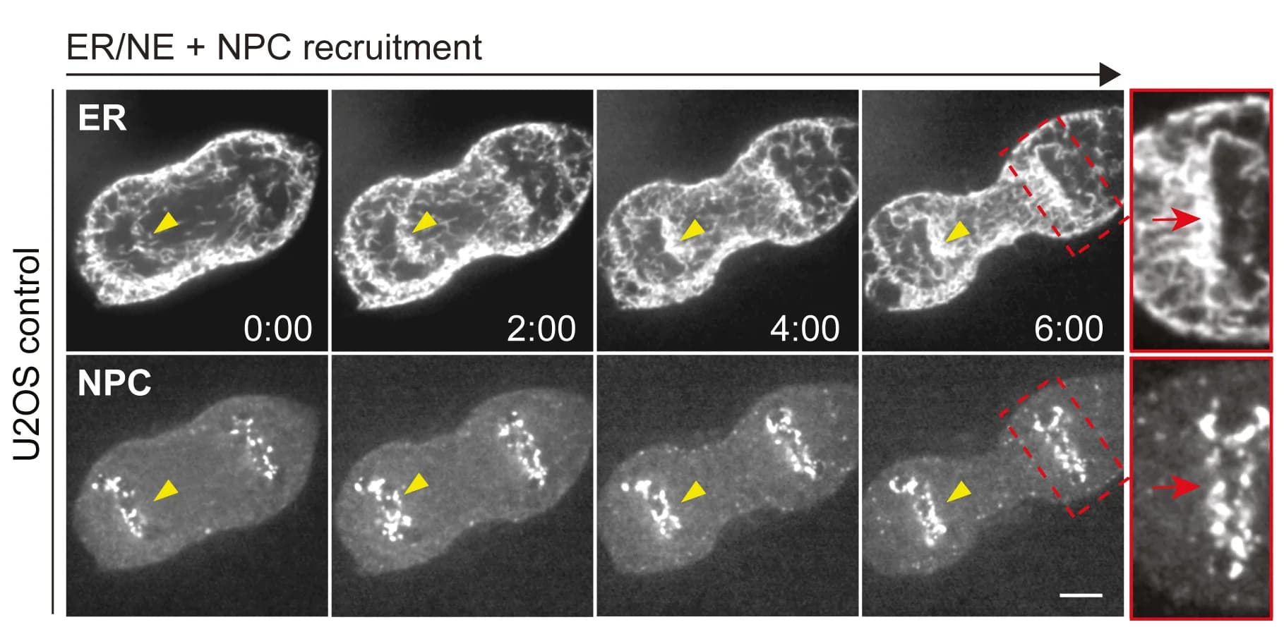 Open access visualization of Microscopy, ER, NPC, IC, Y27