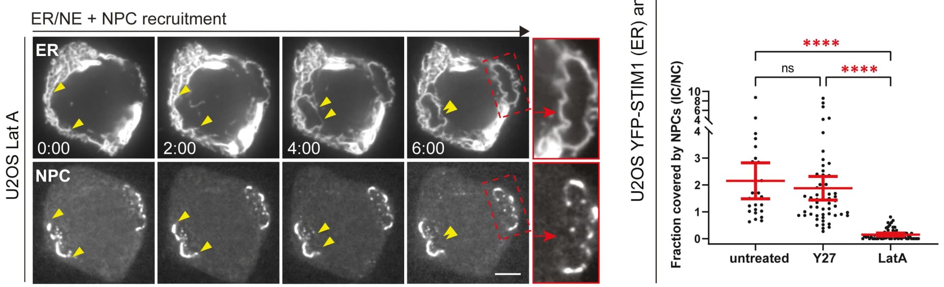 Open access visualization of Microscopy, Scatter Plot, Error Bars, LatA, U2OS Cell