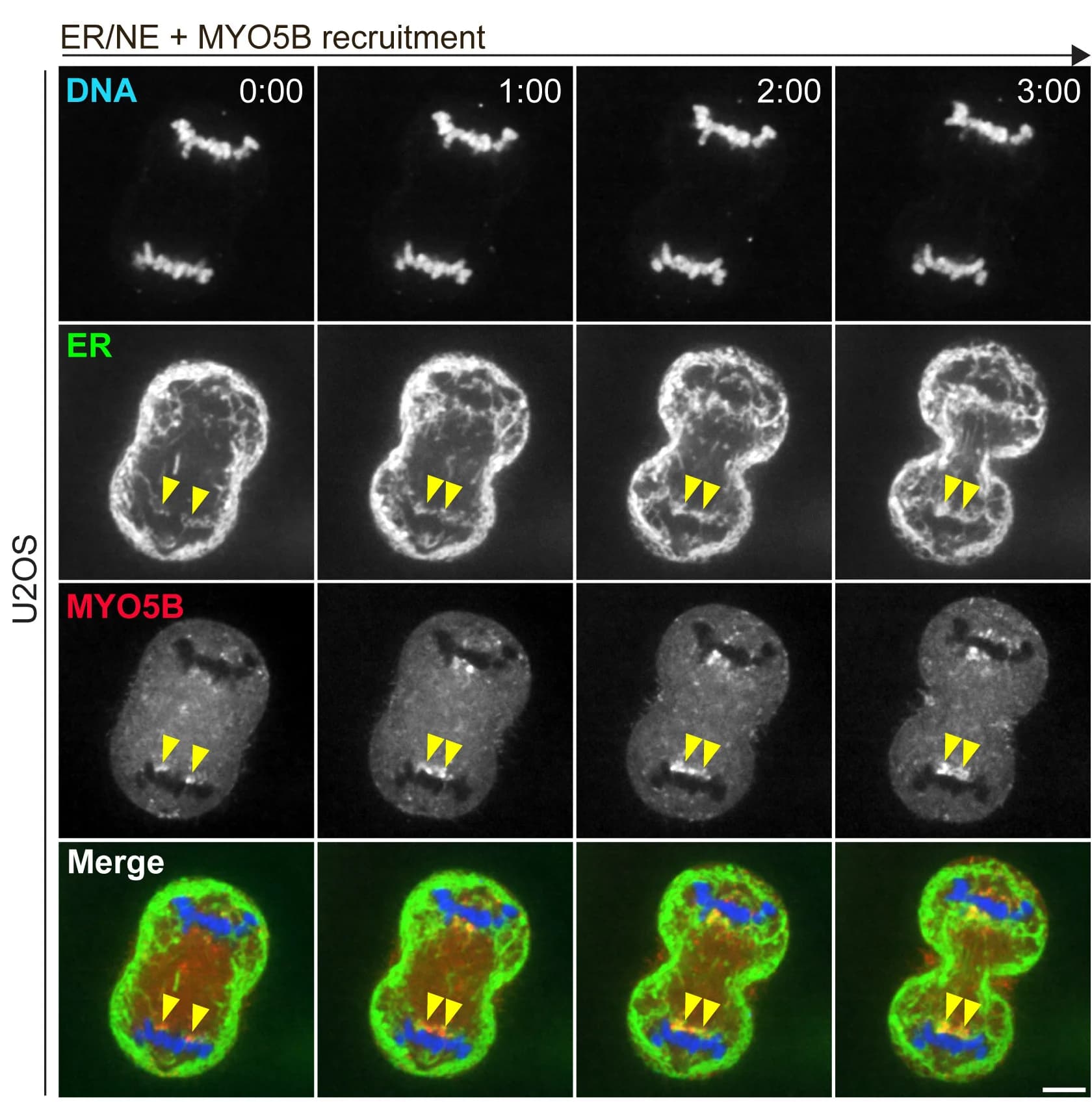 Open access visualization of Microscopy, MYO5B, IC