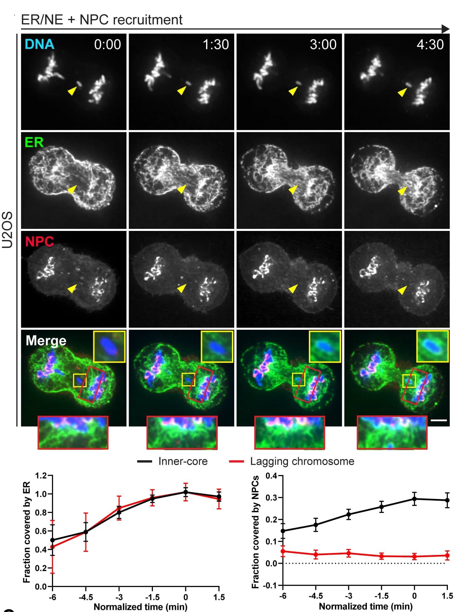 Open access visualization of Line Plot, Error Bars, Microscopy, Photo, NPC