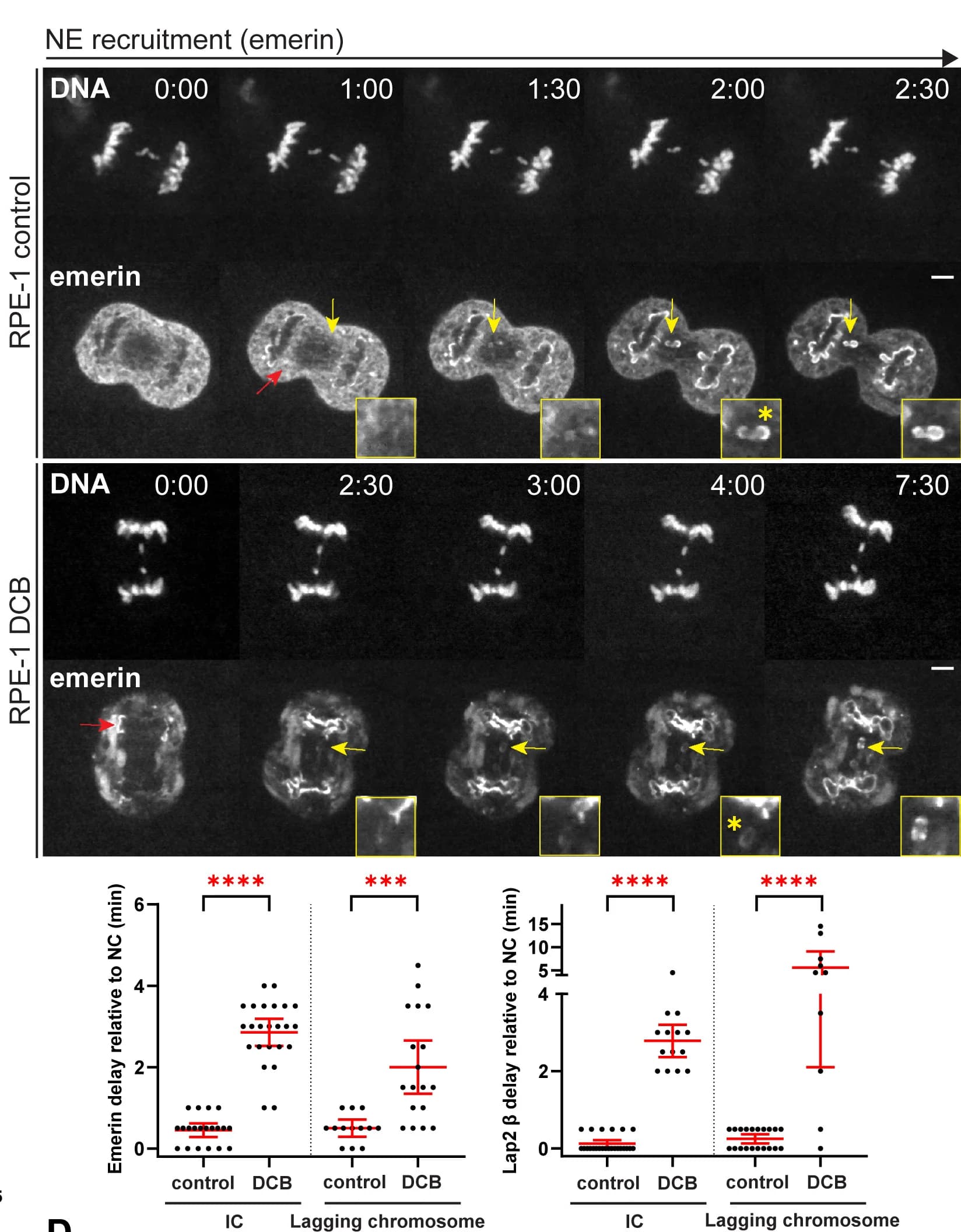Open access visualization of Microscopy, Scatter Plot, Error Bars, Actin Depolymerization, NE Assembly