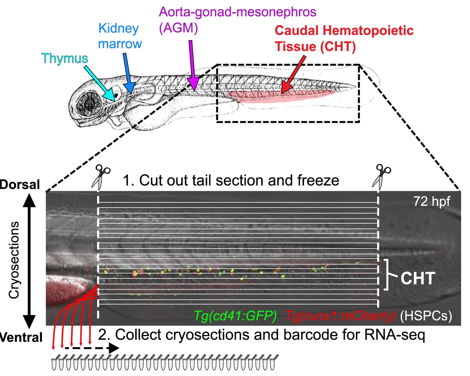 Open access visualization of Illustration, Workflow, Hematopoietic Tissues, Zebrafish Embryo, RNA Tomography