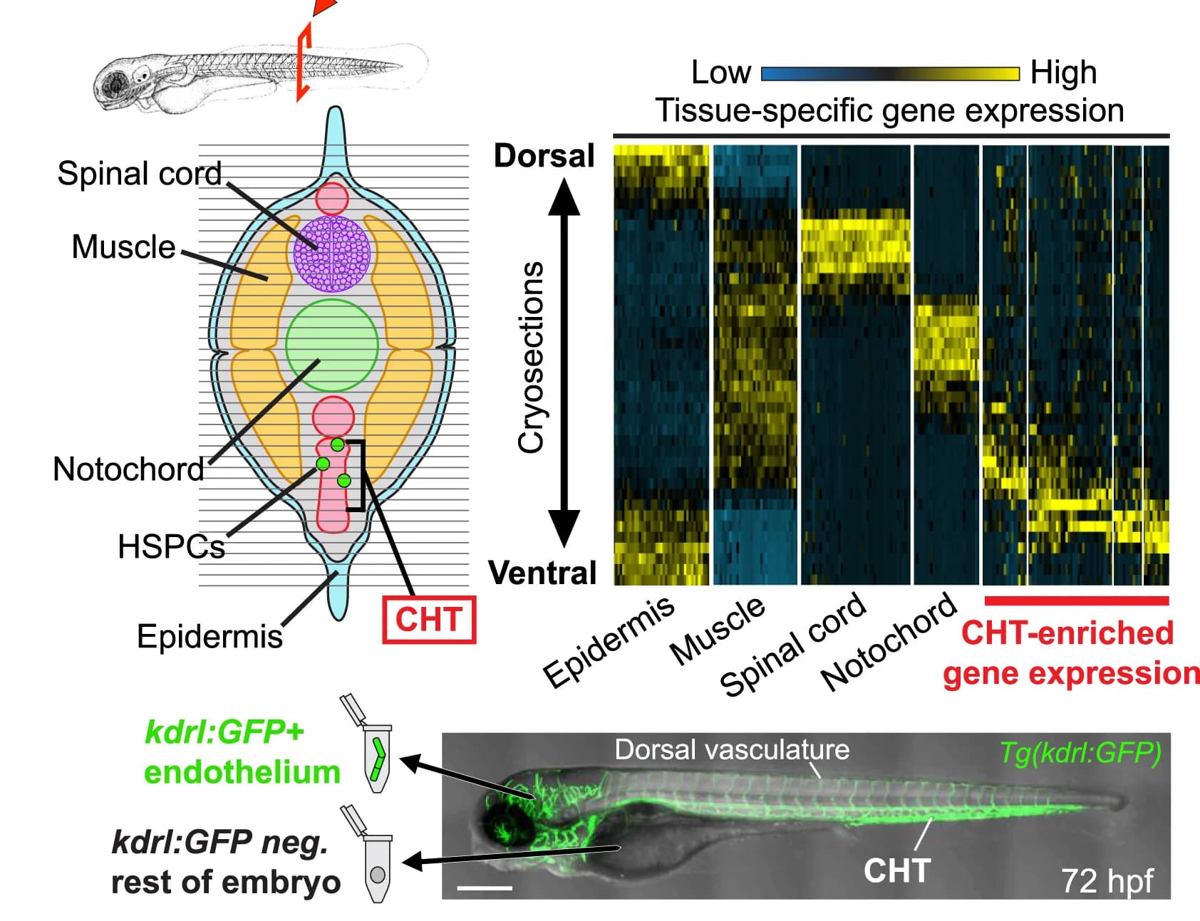 Open access visualization of Heatmap, Cross-section, Gene Expression, Zebrafish Tail, kdrl:GFP